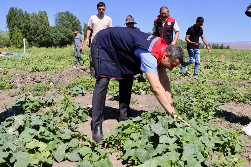 Fide desteğiyle kurdu şimdi göz dolduruyor: Sebze, meyve ve tahıl bir arada 1 Fide desteğiyle kurdu şimdi göz dolduruyor: Sebze, meyve ve tahıl bir arada 1
