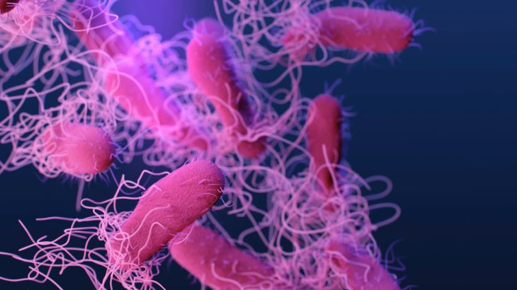 ABD’de salmonella alarmı