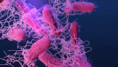 ABD’de salmonella alarmı