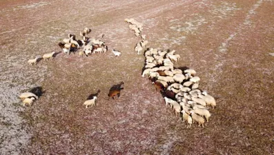 Kuraklığın vahim tablosu: Toprak çatladı, hayvanlar otlatılıyor