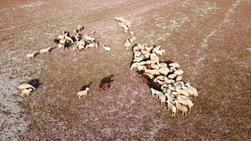 Kuraklığın vahim tablosu: Toprak çatladı, hayvanlar otlatılıyor