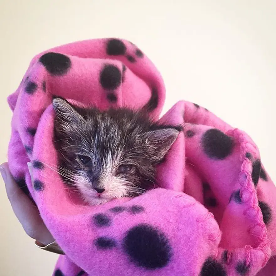 Hayatını kedileri kurtarmaya adadı 300