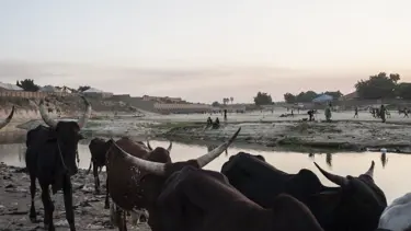 Çad'da çiftçiler ile çobanlar çatıştı: 11 ölü