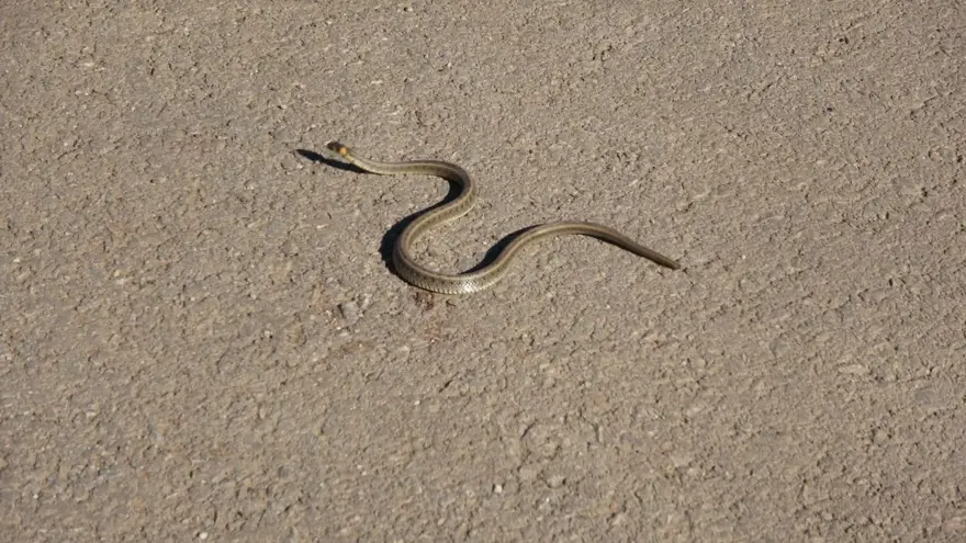 Yüksekova'da sürü halindeki yılanlar Brezilya'nın 'Yılan Adası'nı andırıyor 21