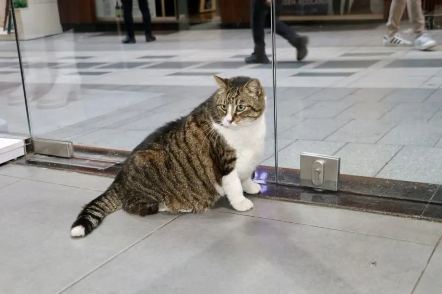 7 yaşındaki "Dombili" diyet yapamıyor: "Biri kıymalı pidenin kıymasını, diğeri köfte veriyor" 