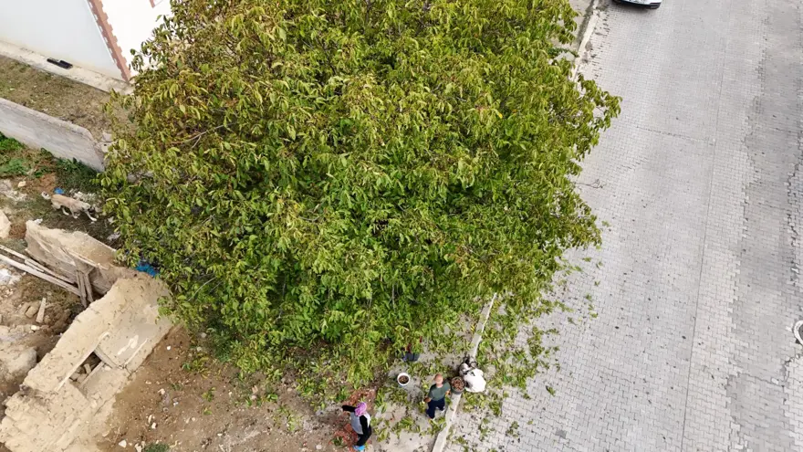 Altın topraklarda hasat başladı! Kendiliğinden yetişiyor, dalından koparılarak toplanıyor 4