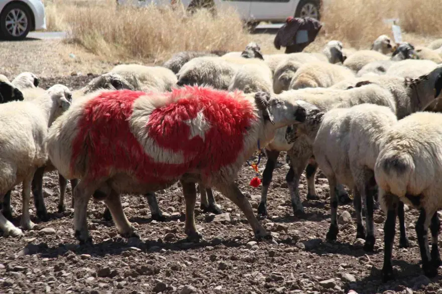 Kars yöresinin en eski geleneklerinden birisi: Koç katımı nedir? 4