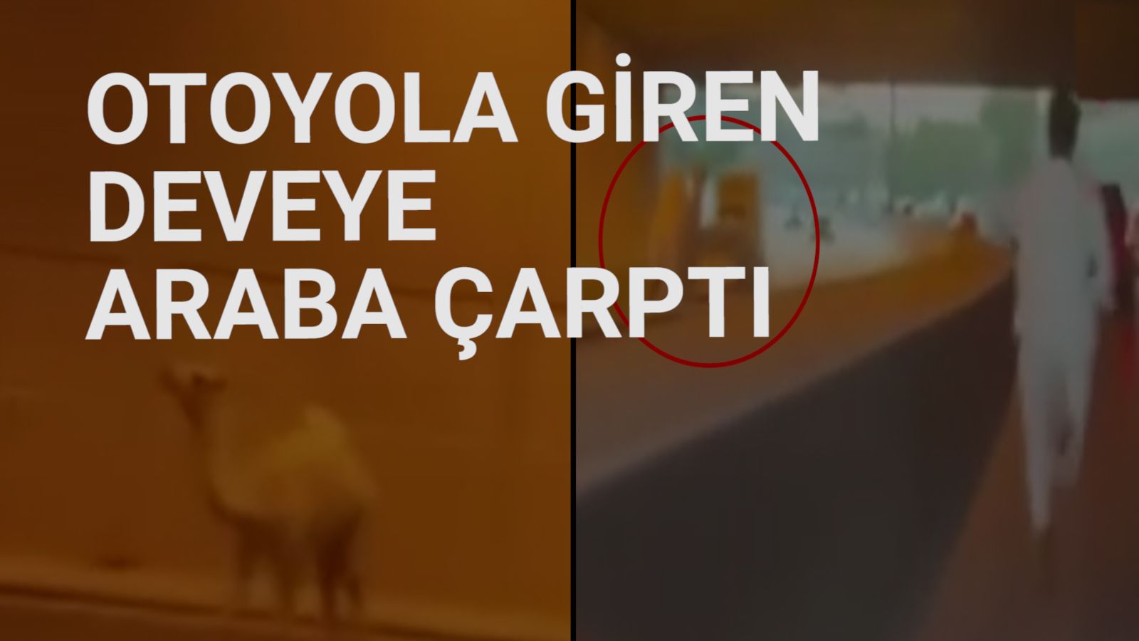 Suudi Arabistan’da otoyola giren deve trafiği birbirine kattı