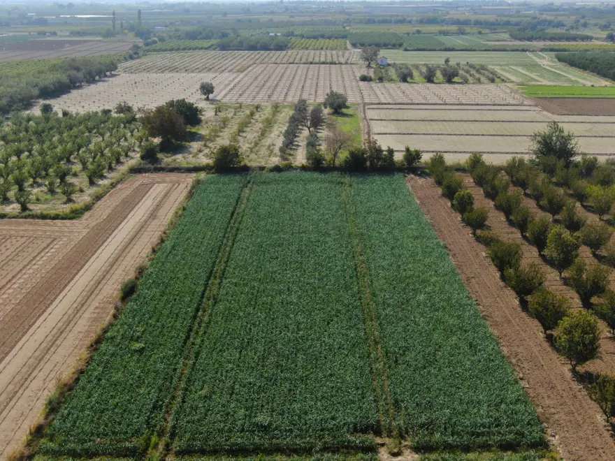 Tarlada ucuz, pazarda pahalı: Halk arasında ona &quot;doğal antibiyotik&quot; deniyor 2