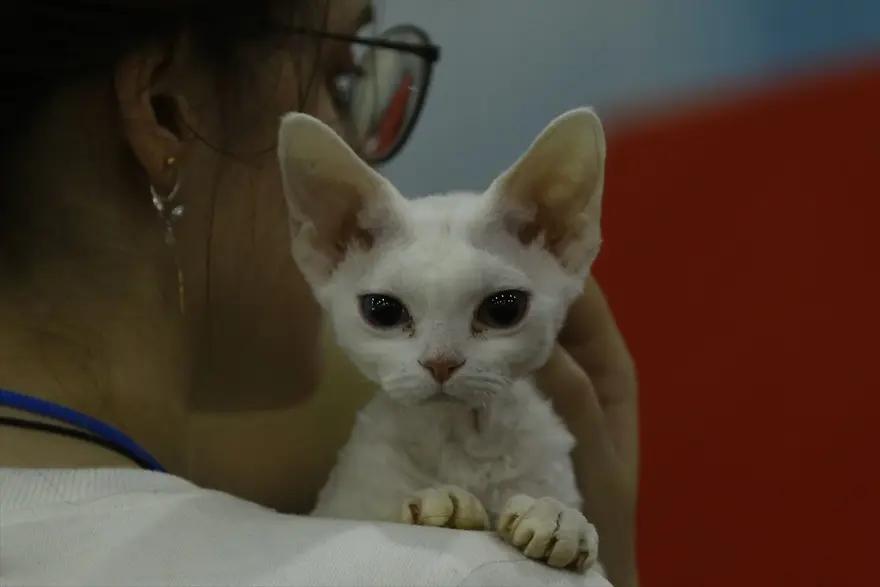 Kedi fuarından renkli fotoğraflar (Catsburg) 32