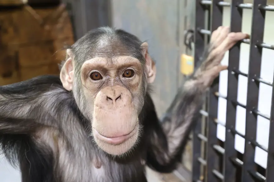 Şempanze Can yeni doğan kardeşi sayesinde annesiyle buluştu 9