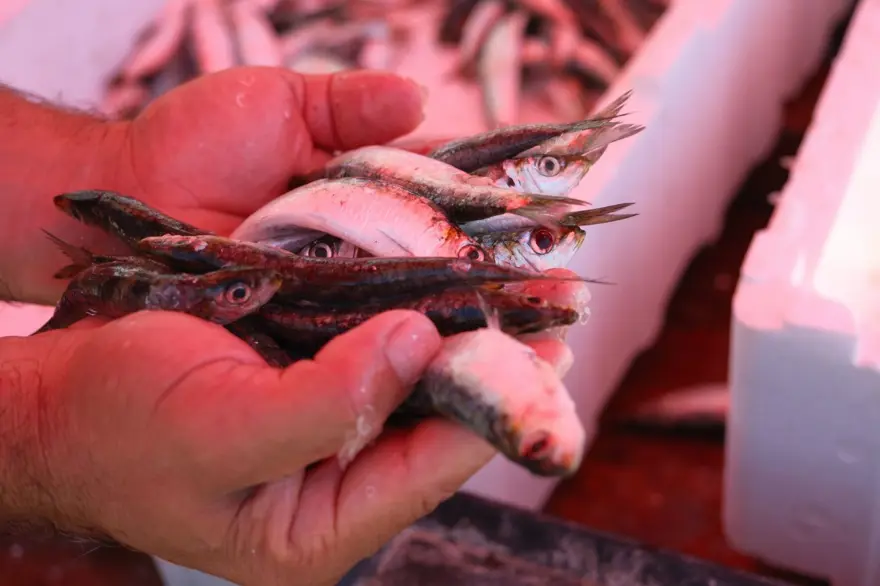 Eylül ayında tüketilmesi tavsiye ediliyor: Porsiyonu 250 lira 2