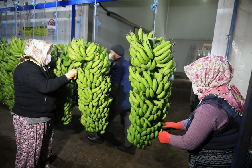 Muzu sarartmada karpitin yerini etilen gazı aldı 3