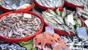 Mevsimin en lezzetli balıkları: Tezgahlar dolu, herkesin yüzü güldü