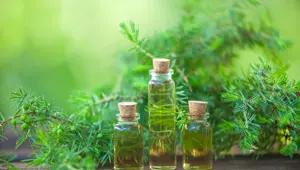 Çay ağacı yağı nedir? (Çay ağacı yağı faydaları)