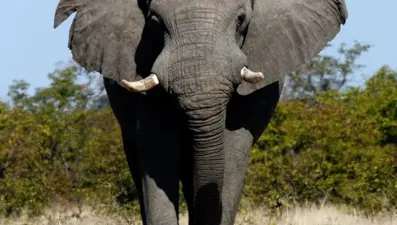 Zimbabve'de 200 fil su ve yiyecek bulamadığı için öldü