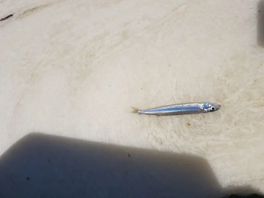 Çınarcık sahilini kaplayan deniz salyası, rüzgarla dağıldı 9