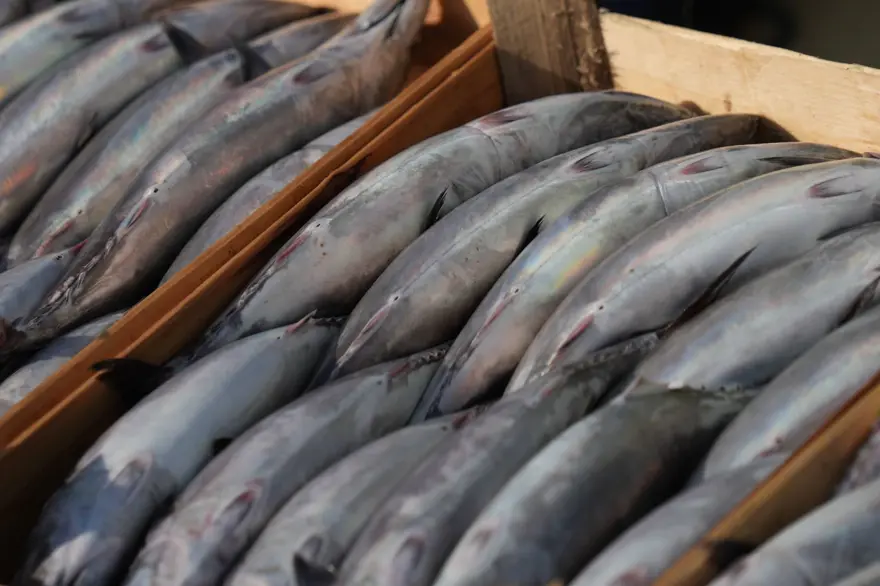 Balıkçıların tezgahları palamut ile doldu 