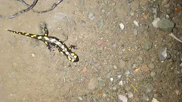 Adıyaman'da sarı benekli semender görüntülendi