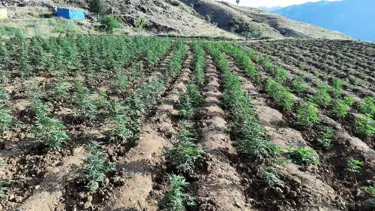 Bingöl'de 12 tarlada uyuşturucu operasyonu: Binlerce ele geçirildi