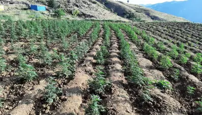 Bingöl'de 12 tarlada uyuşturucu operasyonu: Binlerce ele geçirildi