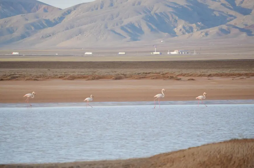 HER YIL 30 BİN FLAMİNGOYA EV SAHİPLİĞİ YAPIYOR 1