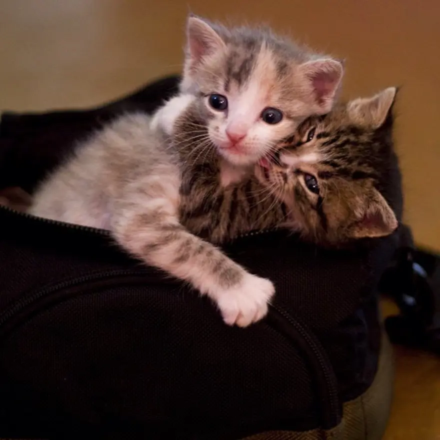 Hayatını kedileri kurtarmaya adadı 24