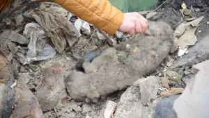 Ankara'da çöplükte biri yanmış 2 köpek ölüsü bulundu