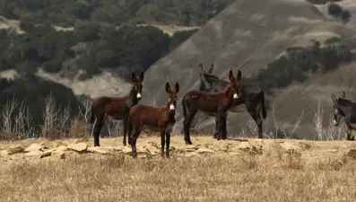İsviçre'de "eşek yasası" tartışma yarattı