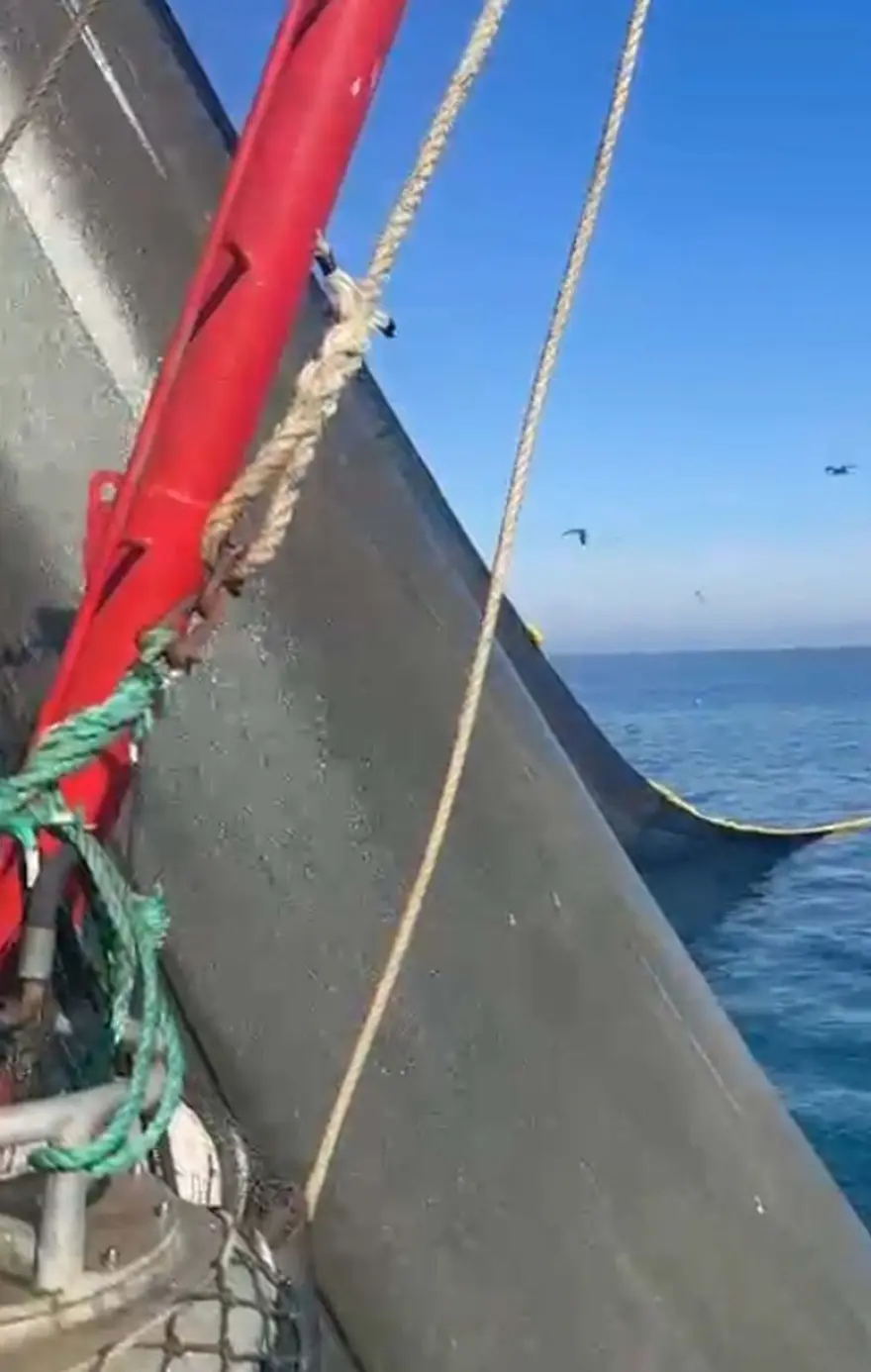 Marmara Denizi'nde görülmeye başladı:  Bu yıl tarihte ilk defa Eylül'de ortaya çıktı 1