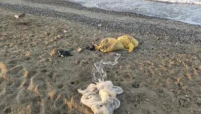 Yavru carettaların çöplerle zorlu sınavı: 1000 yavrudan sadece 2'si yetişkinliğe ulaşabiliyor