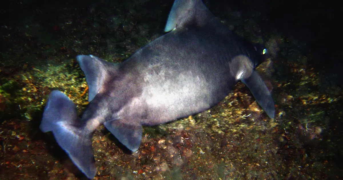 Yaşayabilecek yer arıyorlar, Marmara kıyılarına geldiler!