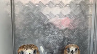Bolu'da kuş kaçakçılarına 446 bin 455 lira para cezası kesildi