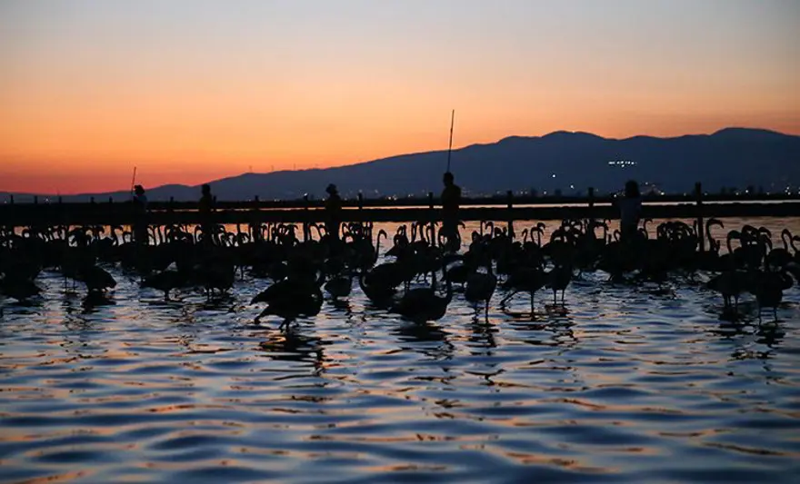 İzmir'de halkalanan yavru flamingoların yaşamı takip edilecek 2 İzmir'de halkalanan yavru flamingoların yaşamı takip edilecek 2