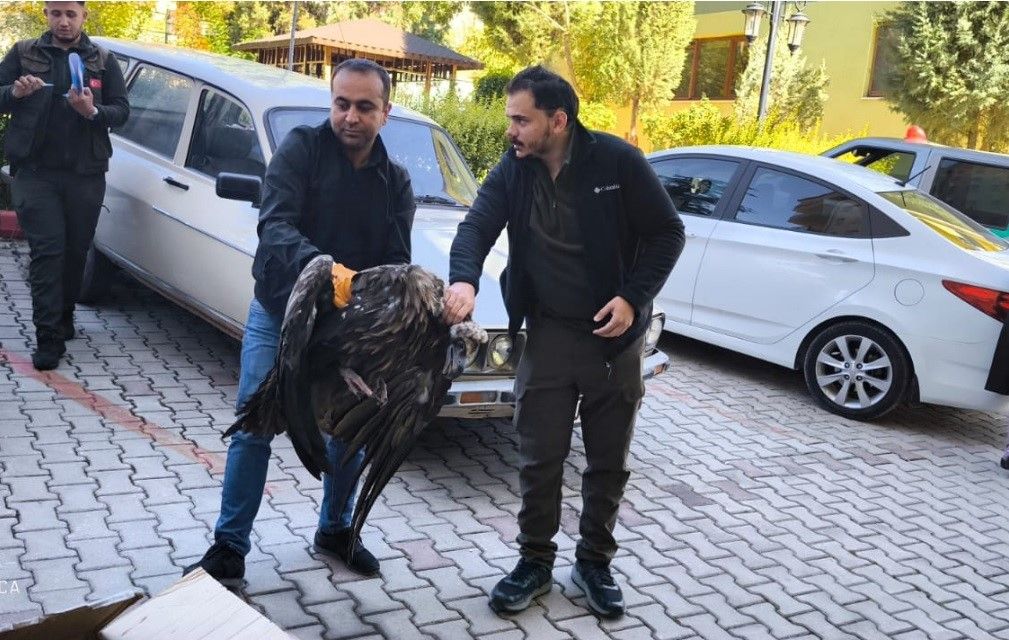 Avrupa'nın en büyük yırtıcı kuşu Kütahya'da görüldü