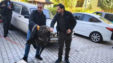 Avrupa'nın en büyük yırtıcı kuşu Kütahya'da görüldü