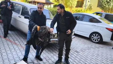 Avrupa'nın en büyük yırtıcı kuşu Kütahya'da görüldü
