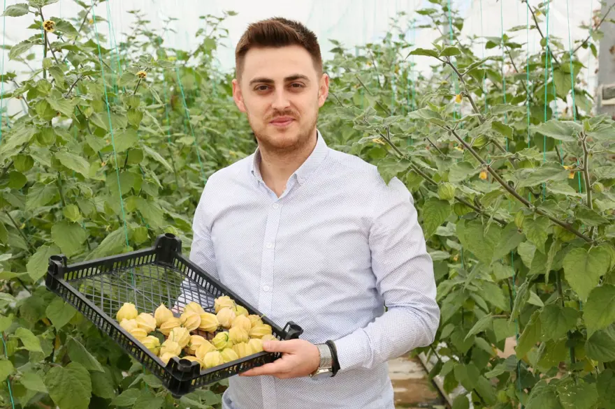 Altın çilek hasadı başladı: Kilosu 150 lira 5