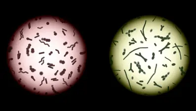 “Çin'den sonra en fazla gaita (dışkı) nakli yapan merkez biziz”