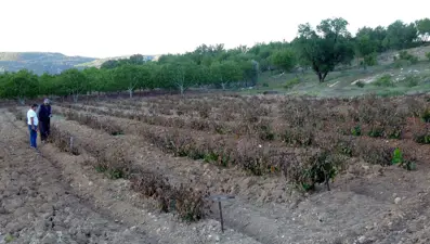 Mersin'de sıcaklık ani düştü, meyve bahçeleri zarar gördü