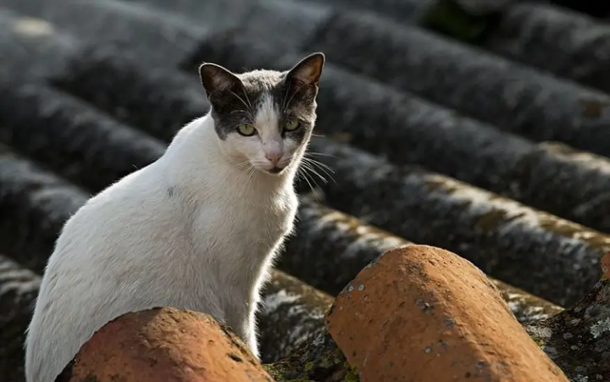Sosyal medya gündeminde 4 Nisan Dünya Sokak Hayvanları Günü var: Dünya Sokak Hayvanları Günü mesajları 