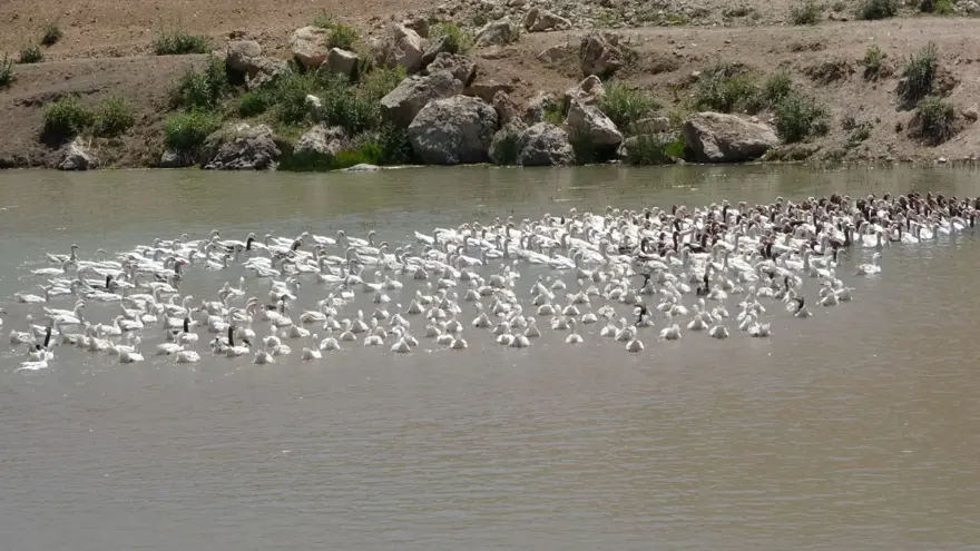 Fransa'dan getirdiği yumurtalarla çiftlik kurdu (Talebe yetişemiyor) 7