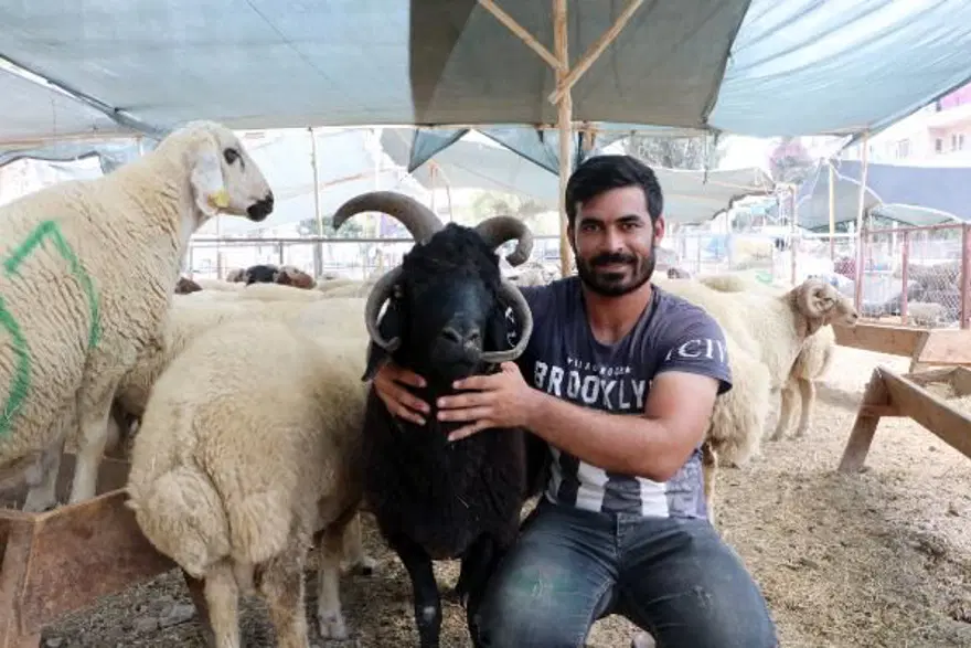4 boynuzlu koç alıcısını bekliyor 3
