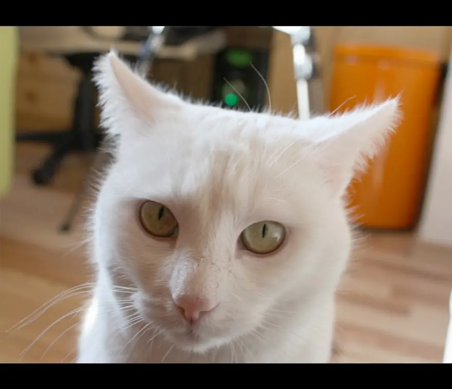 İnternetin yeni fenomenleri 125