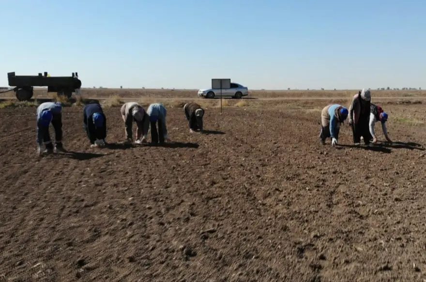 Yurt dışında antibiyotik fabrikalarında kullanılıyor: Aksaray'da ekimi başladı 1 Yurt dışında antibiyotik fabrikalarında kullanılıyor: Aksaray'da ekimi başladı 1