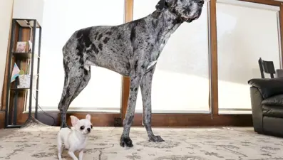 Köpekler arasında ilginç buluşma