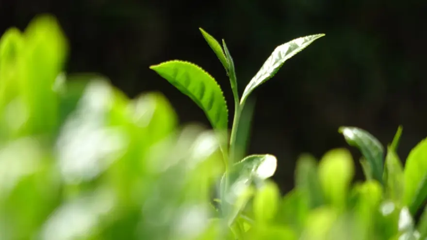 Beyaz çay hasadı başladı (Kilosu 4 bin 500 lira) 2 Beyaz çay hasadı başladı (Kilosu 4 bin 500 lira) 2