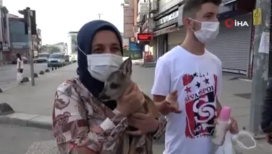 İş çıkışı ot toplarken yavru karaca buldu