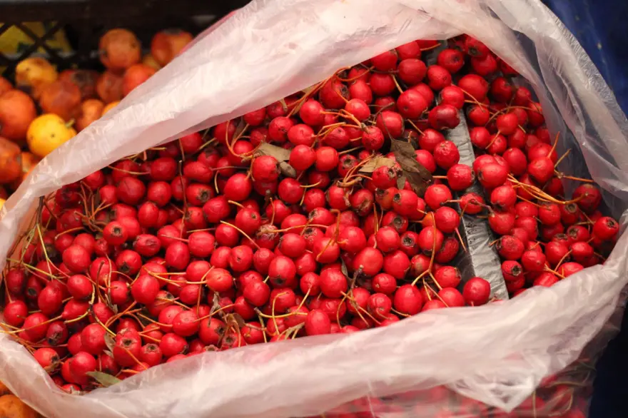 Aydın'ın dağlarında yetişiyor: "Süper yiyecek" pazara indi 4 Aydın'ın dağlarında yetişiyor: "Süper yiyecek" pazara indi 4
