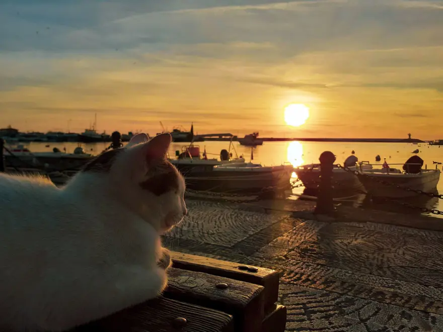 Dünyada kaç tane sokak hayvanı var? Ülkelere göre rakamlar 17